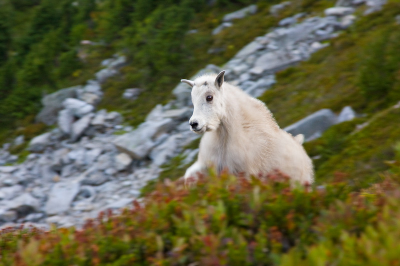 Young Mountain Goat